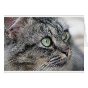 Kat met mooie groene ogen