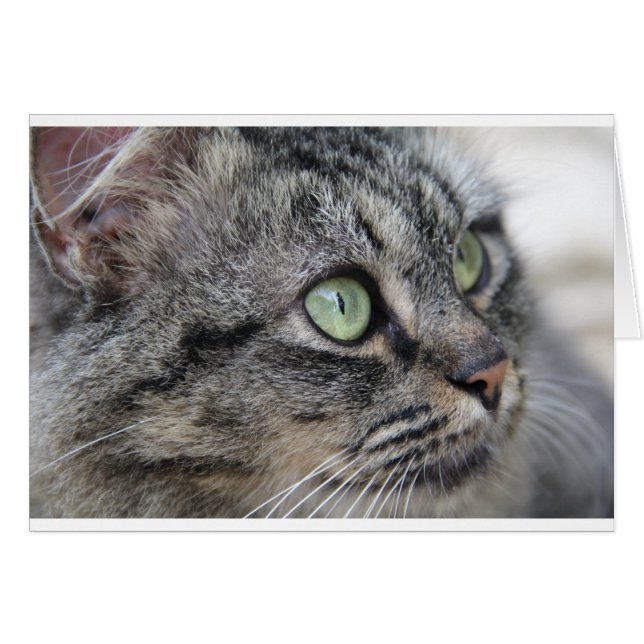 Kat met mooie groene ogen (Voorkant Horizontaal)