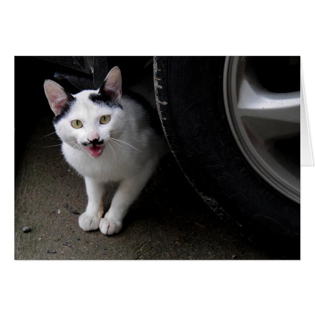 Kat met Mustache (Voorkant Horizontaal)