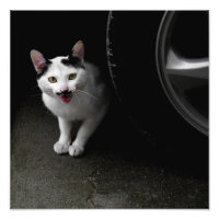 Kat met Mustache