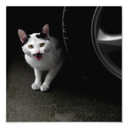 Kat met Mustache Foto Afdruk (Voorkant)