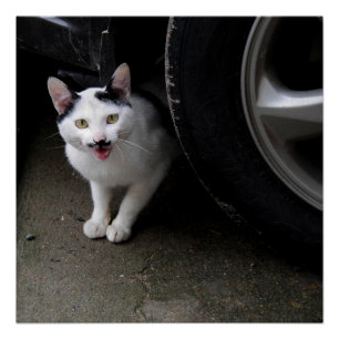 Kat met Mustache Perfect Poster