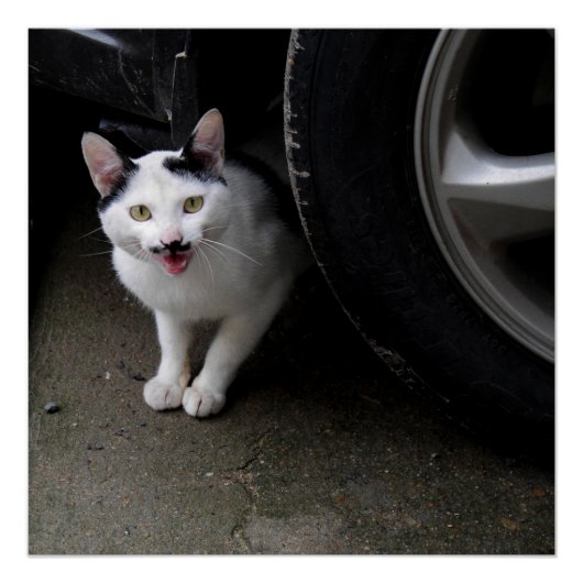 Kat met Mustache Perfect Poster (Voorkant)