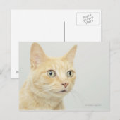 Kat met open, brede ogen, close-up briefkaart (Voorkant / Achterkant)