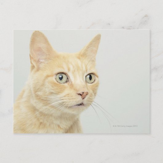 Kat met open, brede ogen, close-up briefkaart (Voorkant)