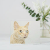 Kat met open, brede ogen, close-up briefkaart (Staand voorkant)