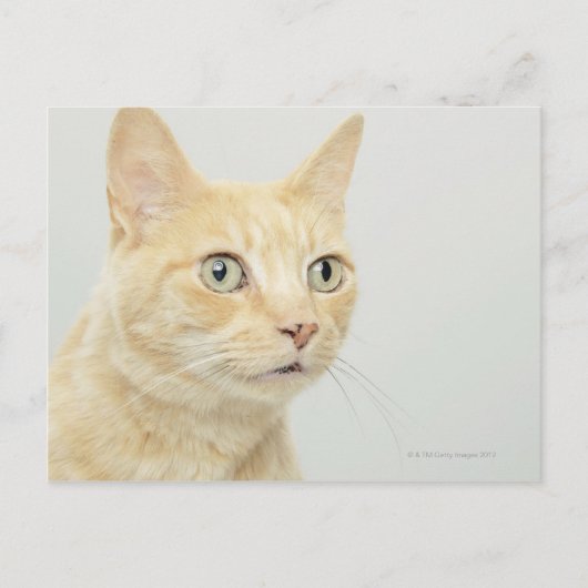 Kat met open ogen briefkaart (Voorkant)