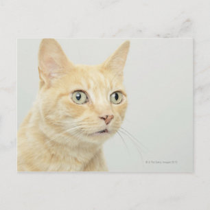 Kat met open ogen briefkaart