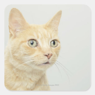 Kat met open ogen vierkante sticker