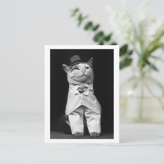 Kat met Pet, 1906 Briefkaart (Staand voorkant)