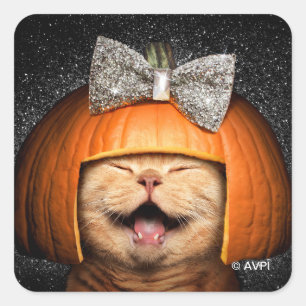 Kat met pompoenhaar vierkante sticker