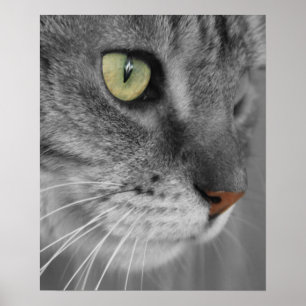 Kat met Poster Groene ogen afdrukken
