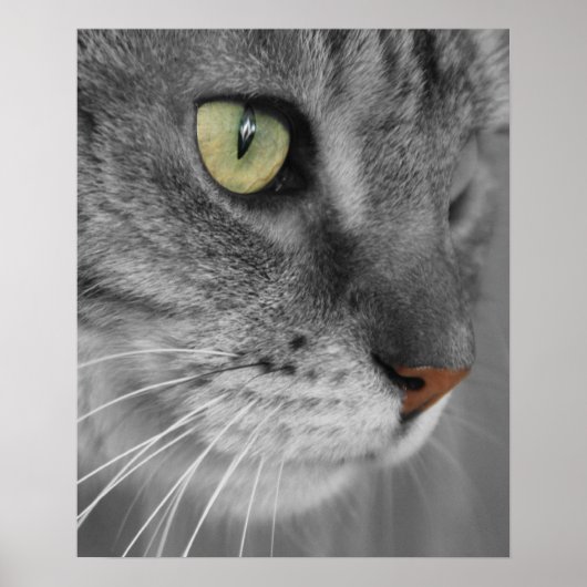 Kat met Poster Groene ogen afdrukken (Voorkant)