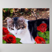 KAT MET RODE ROSEN POSTER (Voorkant)