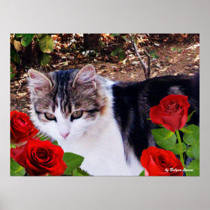 KAT MET RODE ROSEN POSTER
