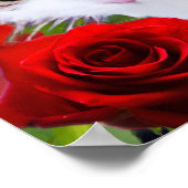 KAT MET RODE ROZEN POSTER (Hoek)