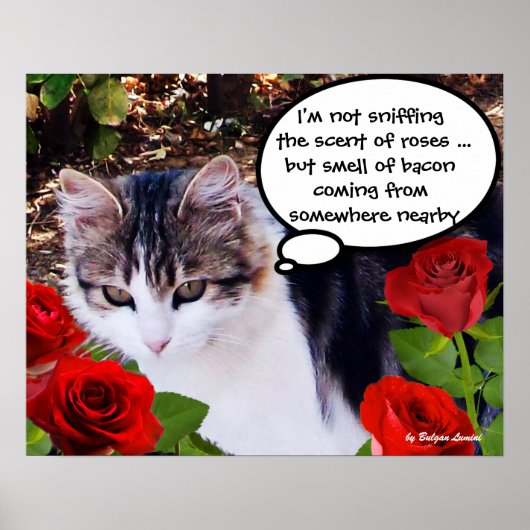 KAT MET RODE ROZEN POSTER (Voorkant)