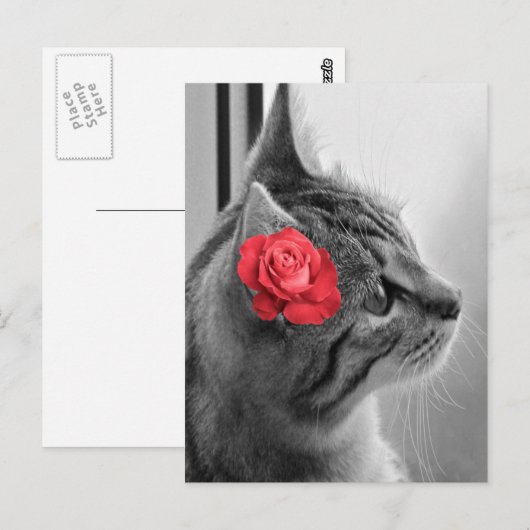 Kat met Roos Briefkaart (Voorkant / Achterkant)