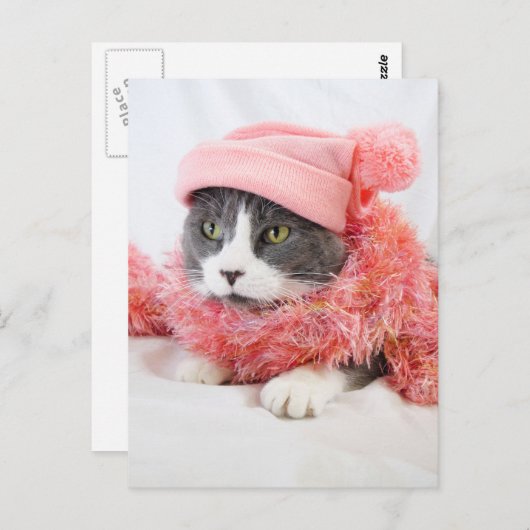 Kat met roze Pet Briefkaart (Voorkant / Achterkant)