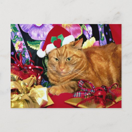 Kat met Sinterklaas Pet - Briefkaart (Voorkant)