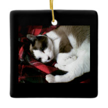 kat met sneeuwschoen