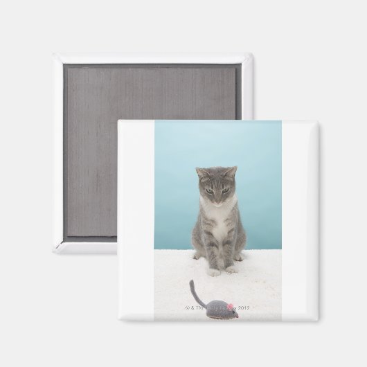 Kat met speelgoed muis op tapijt magneet (Voorkant / Achterkant)