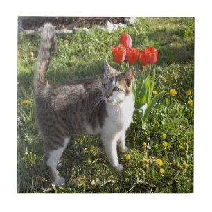 Kat met tulpen tegeltje