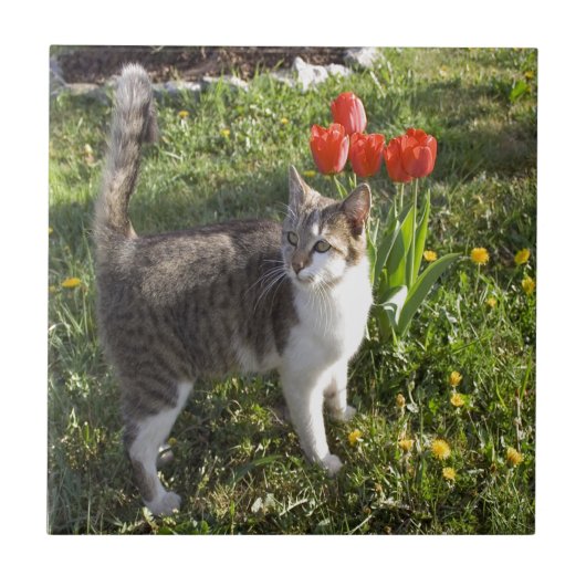 Kat met tulpen tegeltje (Voorkant)