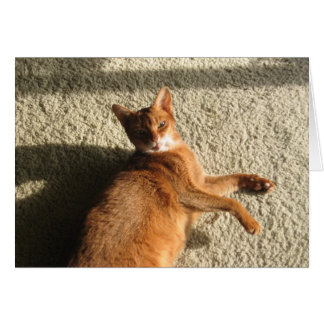 Kat met uitlounge-kaart