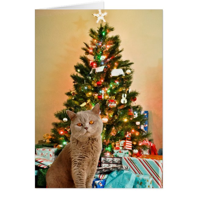 Kat met versierde kerstboom en cadeausdozen (Voorkant)