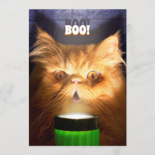 Kat met vlieglicht kaart