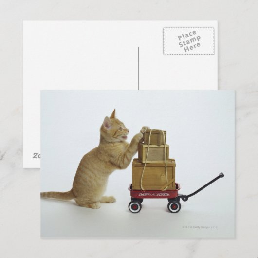 Kat met wagen en dozen briefkaart (Voorkant / Achterkant)