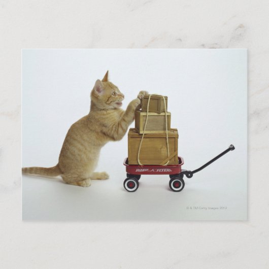 Kat met wagen en dozen briefkaart (Voorkant)