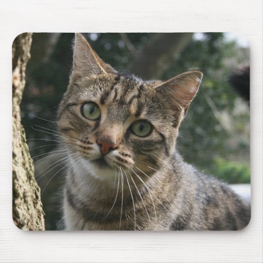 KAT MUISMAT (Voorkant)