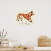 Kat Musculair Anatomie Veterinaire Grafiek Poster (Keuken)
