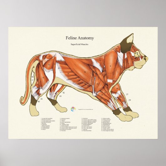 Kat Musculair Anatomie Veterinaire Grafiek Poster (Voorkant)