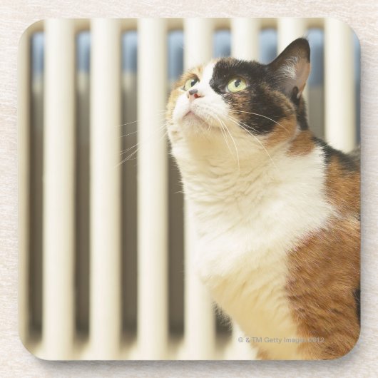 Kat naast de radiator bier onderzetter (Voorkant)