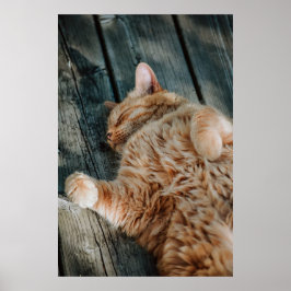 Kat Nap 11 Poster Premium Canvas (glanzend)