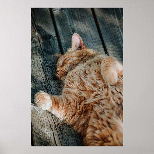 Kat Nap 11 Poster Premium Canvas (glanzend) (Voorkant)