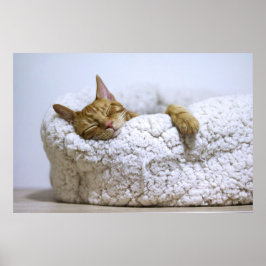 Kat Nap 4 Poster Premium Canvas (gloss)
