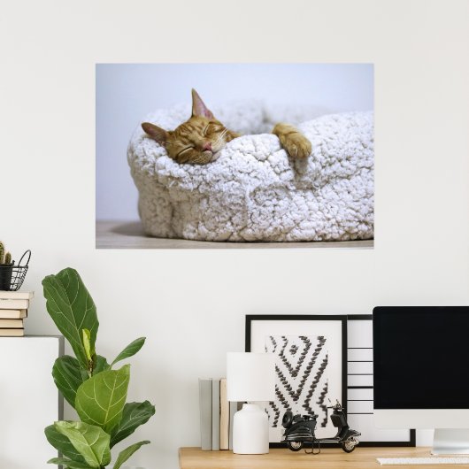 Kat Nap 4 Poster Premium Canvas (gloss) (Thuiskantoor)