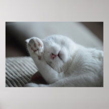 Kat Nap 6 Poster Premium Canvas (gloss)