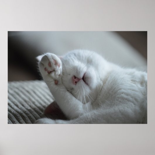 Kat Nap 6 Poster Premium Canvas (gloss) (Voorkant)