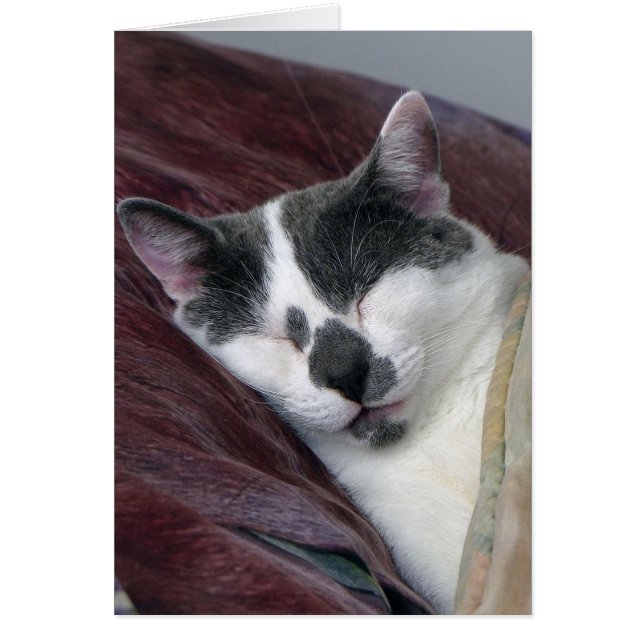 Kat Napping (Voorkant)