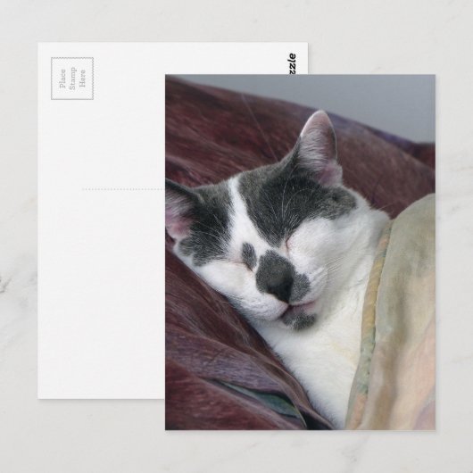 Kat Napping Briefkaart (Voorkant / Achterkant)
