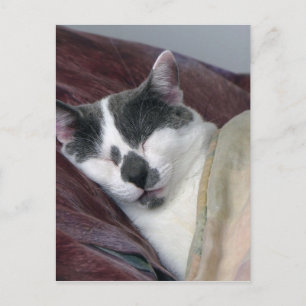 Kat Napping Briefkaart