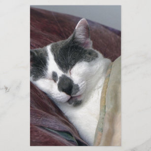 Kat Napping Briefpapier