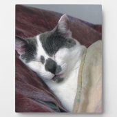 Kat Napping Fotoplaat (Voorkant)