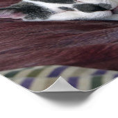 Kat Napping Poster (Hoek)