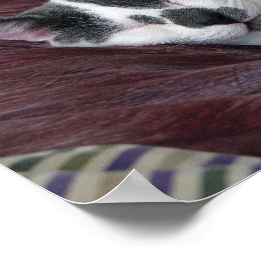 Kat Napping Poster (Hoek)